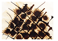 reticula